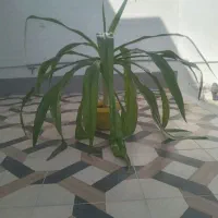 گل ذرتی با پاجوش