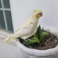 عروس هلندی لوتینو دستی