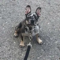 واگذاری سگ فرنچ پولداگ بازیگوش و باهوش