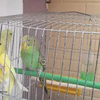 مرغ عشق|پرنده|محمدیه-قزوین, |دیوار