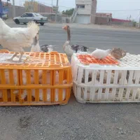 مرغ، بلدرچین و غاز
