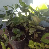 گلهای زیبا وسالم ۴۰هزار|گل و گیاه طبیعی|هشتگرد, فاز ۷ مهستان|دیوار