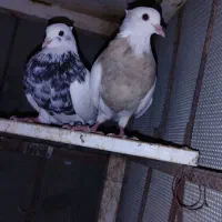کبوتر طوقی