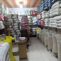 برنج فجر سوزنی گرگان فقط کیلویی ۱۷۹هزار