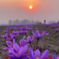 گل زعفران فروشی تازه|خوردنی و آشامیدنی|سبزوار, فرهنگیان|دیوار