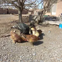 مرغ تخمی و خروس|حیوانات مزرعه|چترود, |دیوار