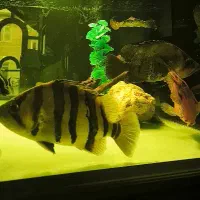 تایگر 4 بار متقارن 32 سانت معاوضه