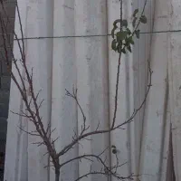 یونولیت سقفی