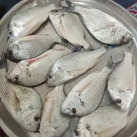 ماهی شوم|ماهی|بوشهر, |دیوار