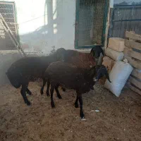 بره نر