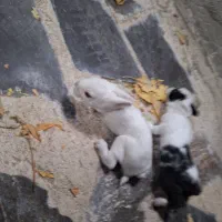 بچه خرگوش|موش و خرگوش|فلاورجان, |دیوار