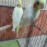 سه جفت عروس هلندی زعفرانی مولد|پرنده|اهواز, کیانشهر|دیوار