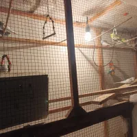 18 تا مرغ عشق