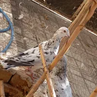 کفتر