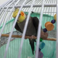 عروس هلندی|پرنده|آمل, |دیوار