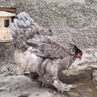 مرغ و خروس برهما بلو درجه یک