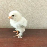 جوجه سبرایت برهما لهستانی رزکامپ
