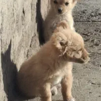 فروش توله سگ‌ اشپیتز|سگ|تهران, پونک|دیوار