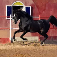 اسب کورد .به رنگ عشق