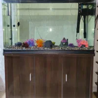 آکواریوم|ماهی|تهران, مهران|دیوار