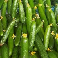 کار در گلخانه