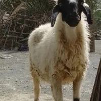 یک عدد گوسفند چاق