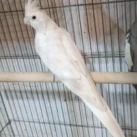 عروس هلندی ماده آلبینو مست و آماده نیمه رام طوطی|پرنده|سنندج, |دیوار