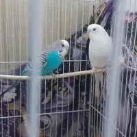 مرغ عشق جذاب و بازیگوش فروشی