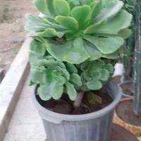 گل و گیاه|گل و گیاه طبیعی|ماهدشت, |دیوار