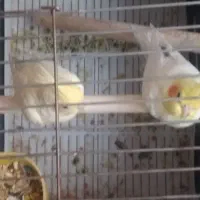 عروس هلندی معاوضه با قناری