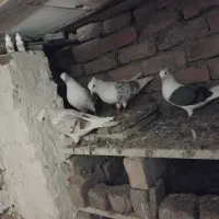 فروشی|پرنده|بروجرد, |دیوار