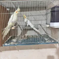 عروس هلندی جفت مولد
