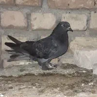کفتر پاپر پرشی