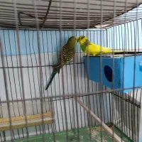 مرغ عشق|پرنده|فسا, |دیوار