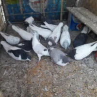 گبوتر۱۵عدد|پرنده|قزوین, |دیوار