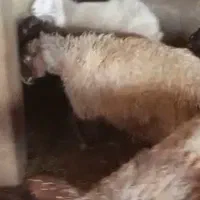 میش و بره|حیوانات مزرعه|شاهرود, |دیوار