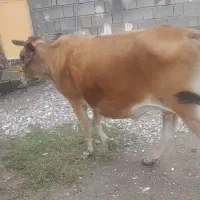 یک راس گاو نژاد جرسی آبستن 4ماه سالم و سرحال