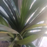 گل پاندانوس