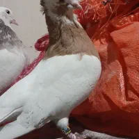 کفتر طوقی|پرنده|فسا, |دیوار