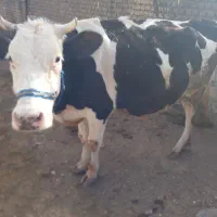 گاو سیمینتال