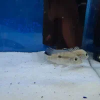 گرین تیلور مولد وجوجه و ماکرو اوراتوس مولد