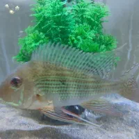 سیچلاید پرکسیموس اور سایز