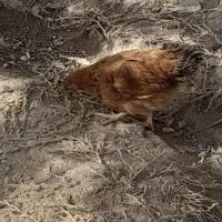 جوجه مرغ واکسن خورده کوچیک وبزرگ|حیوانات مزرعه|فریمان, |دیوار