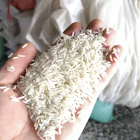 برنج ایرانی طارم شیرودی