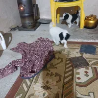 توله سگ قهدریجان