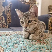 واگذارئ گربه