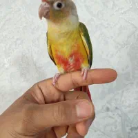 گرینچیک خوشگل