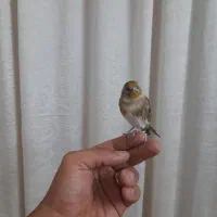 جوجه سهره قناری|پرنده|خرمشهر, |دیوار