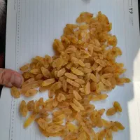 کشمش زرد قلمی کاشمر