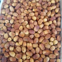 خرما زاهدی|خوردنی و آشامیدنی|قرق, |دیوار